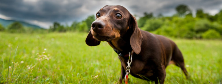 Bandscheibenvorfall beim Hund