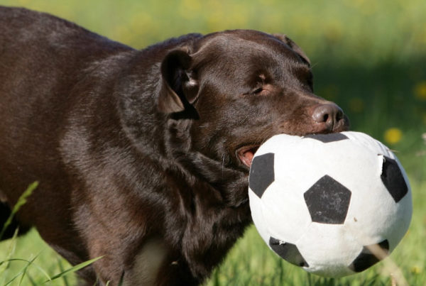 Patellaluxation beim Hund